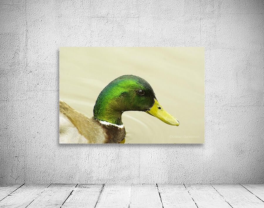 Mallard Wall Preview