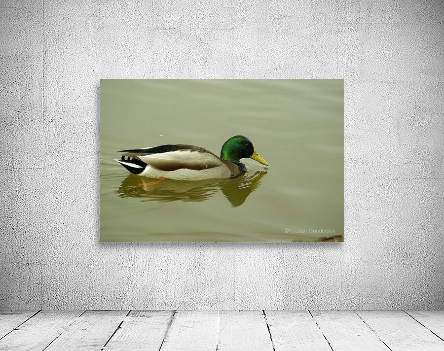 Mallard Wall Preview
