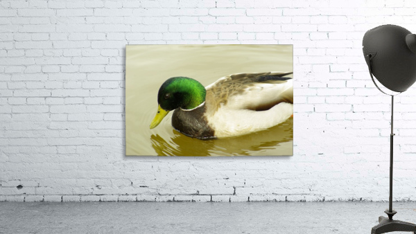 Mallard Wall Preview