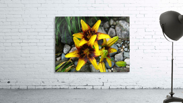Lilys Wall Preview