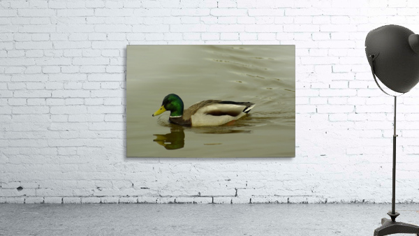 Mallard Wall Preview