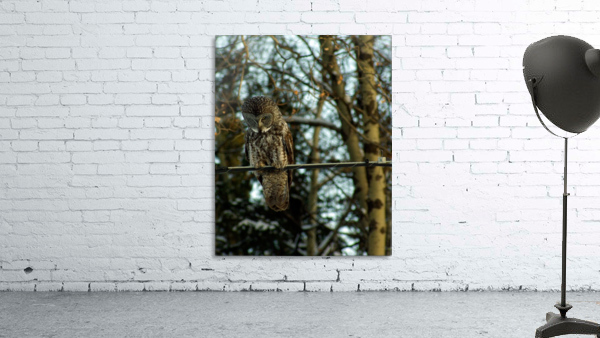 Owl Wall Preview