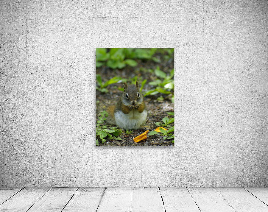 Squirrel Wall Preview