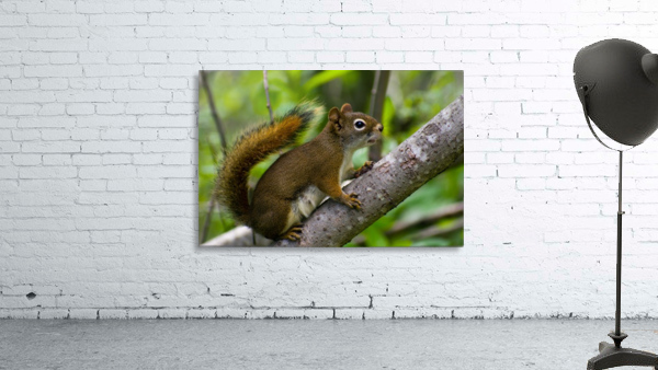 Squirrel Wall Preview