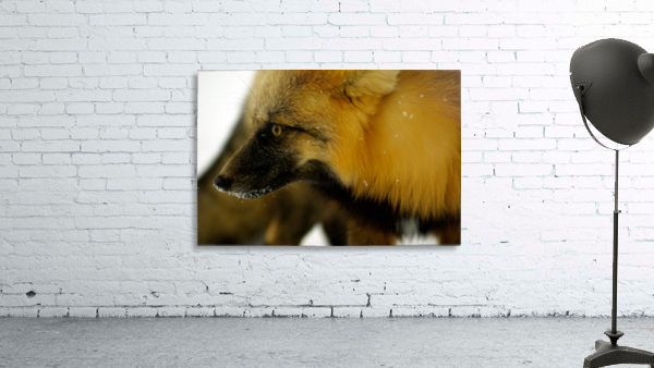 Red Fox Wall Preview