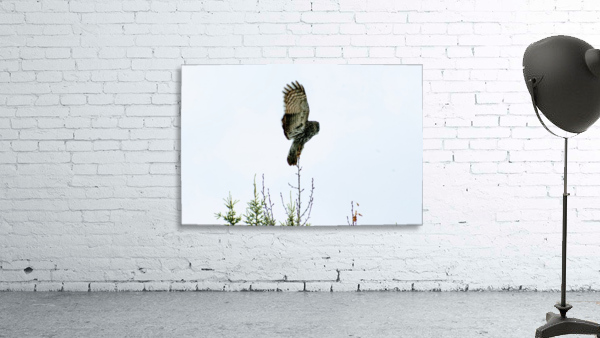 Owl Wall Preview