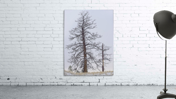 Winter Pines 2 Wall Preview