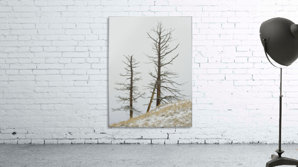Winter Pines Wall Preview