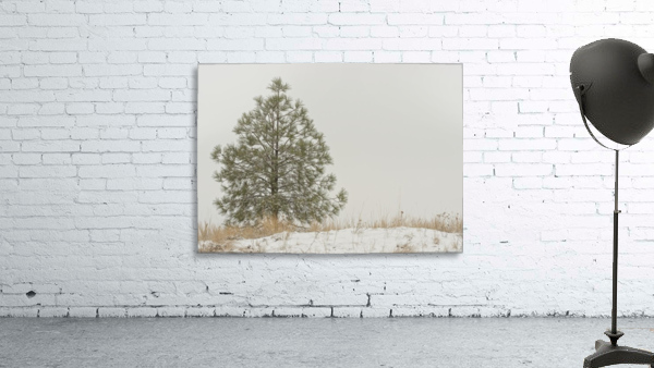 Winter Pine Wall Preview