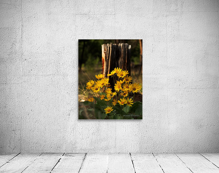 Balsam root Wall Preview