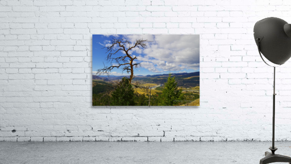 Pine with a view Wall Preview