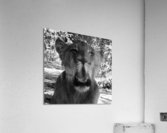 Roar Acrylic Print