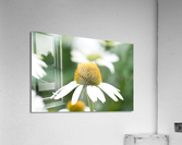 Daisy Acrylic Print