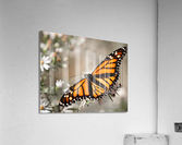 Monarch in flight Acrylic Print