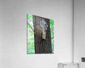 Ill be right down Acrylic Print