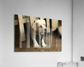 Caught Acrylic Print
