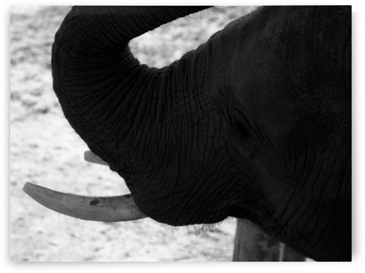 Chobe National Park Botswana Elephant Silhouette by nancy rapp