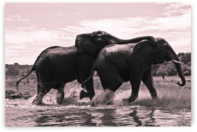 Chobe National Park  Botswana Elephants at Play by nancy rapp