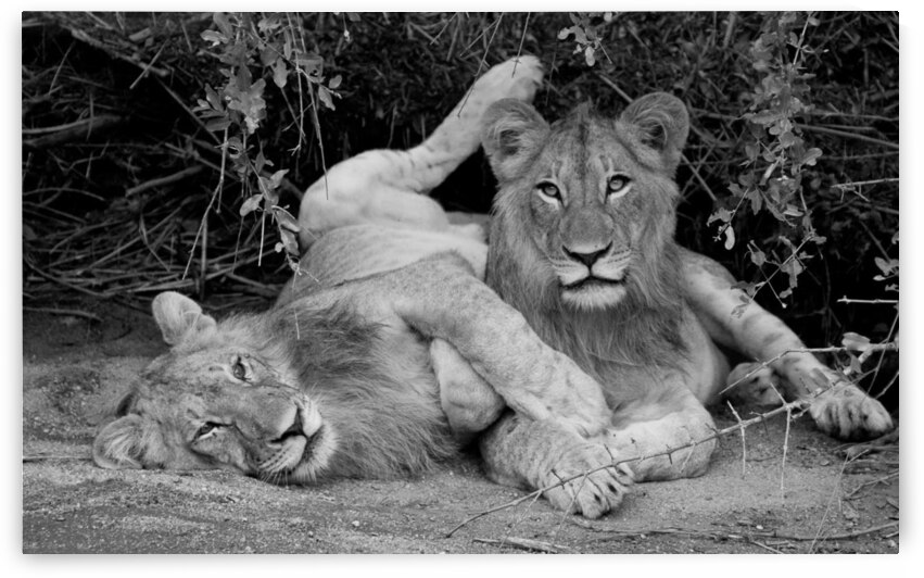 South Africa  Cub  Scouts by nancy rapp