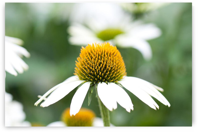 Daisy by nancy rapp