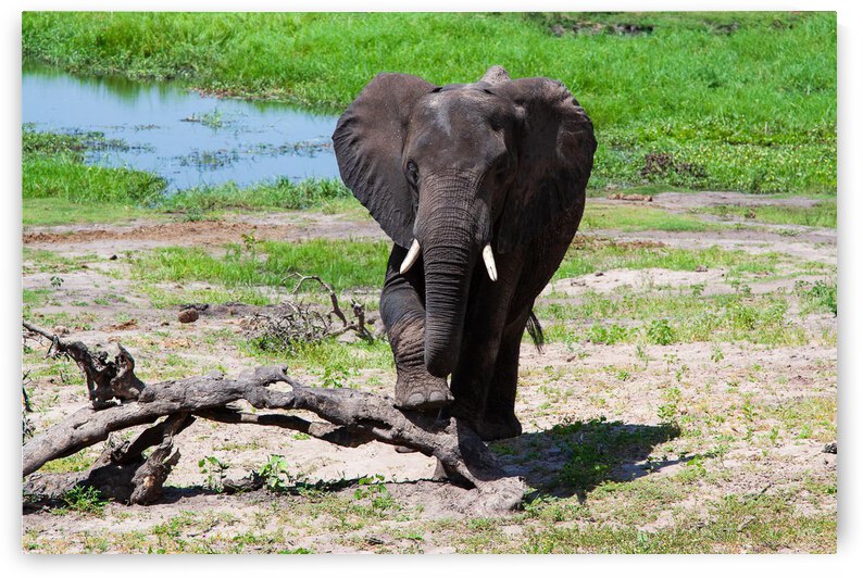  Chobe National Park Botswana Elephant at Rest by nancy rapp