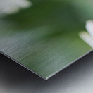 Daisy Metal print