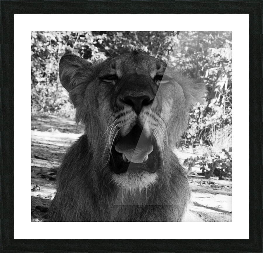 Roar Picture Frame print