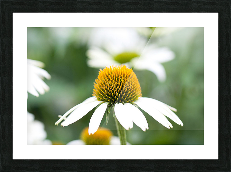 Daisy Picture Frame print