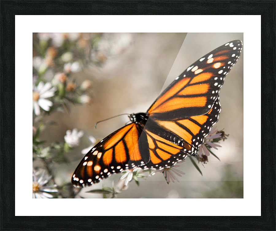 Monarch in flight Picture Frame print