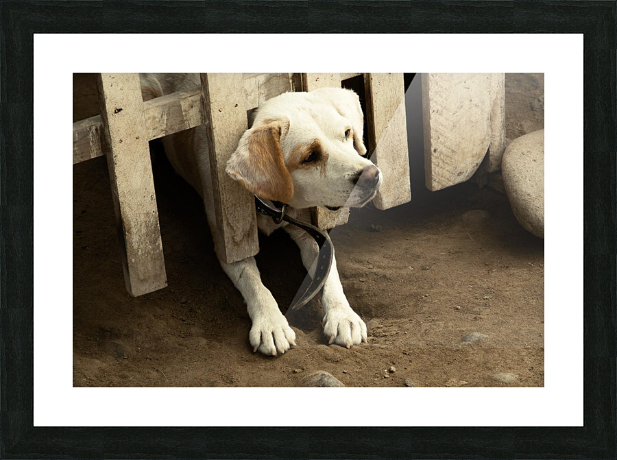 Caught Picture Frame print