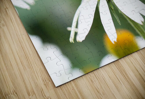 Daisy nancy rapp puzzle