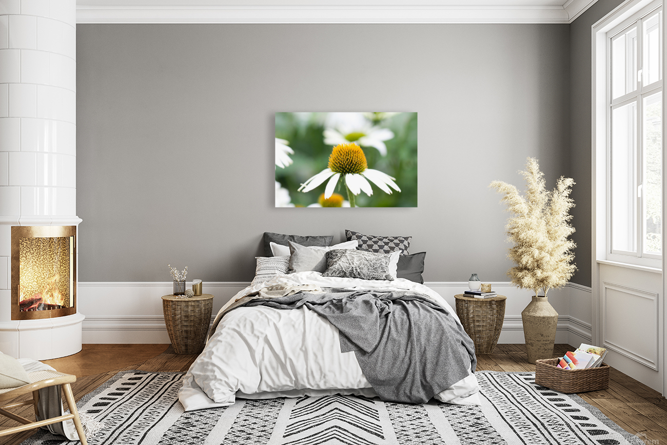 Daisy Reproduction