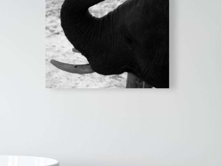 Chobe National Park Botswana Elephant Silhouette by nancy rapp