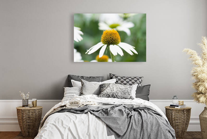 Daisy by nancy rapp