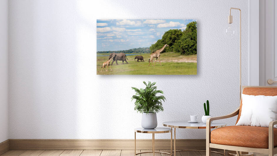 Chobe National Park  Botswana Giraffes and Elephants by nancy rapp