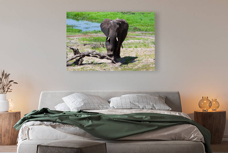  Chobe National Park Botswana Elephant at Rest by nancy rapp
