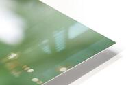Daisy HD Metal print