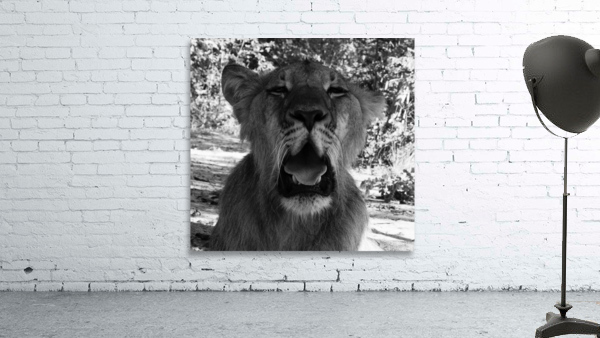 Roar Wall Preview