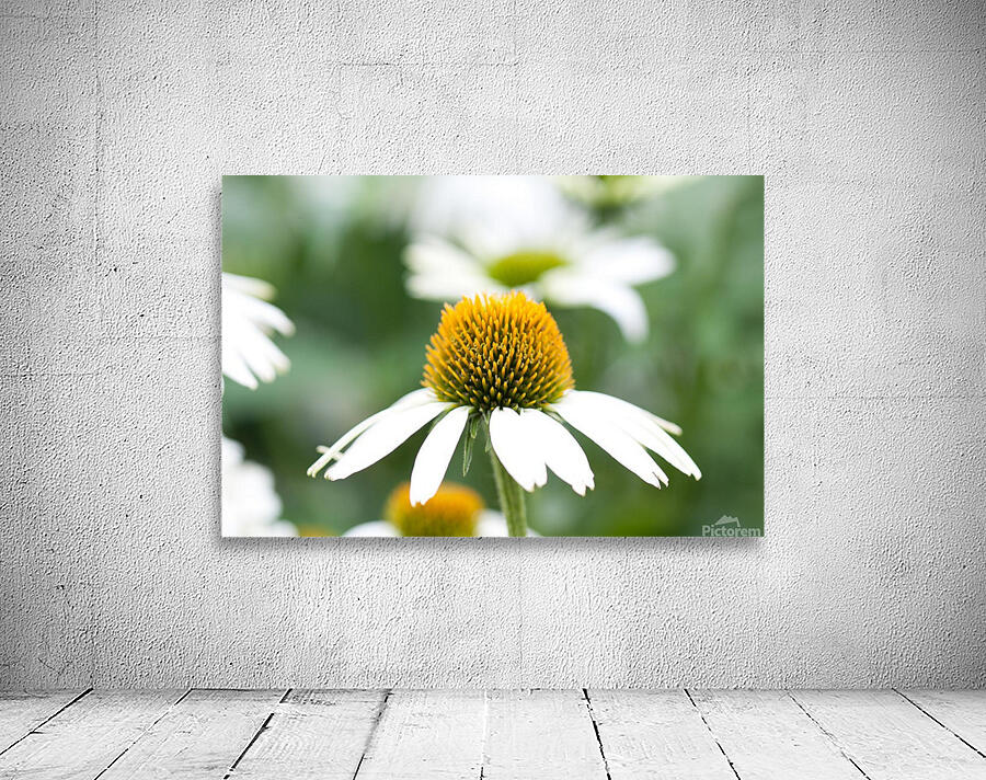 Daisy Wall Preview