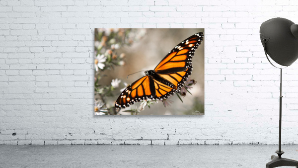 Monarch in flight Wall Preview