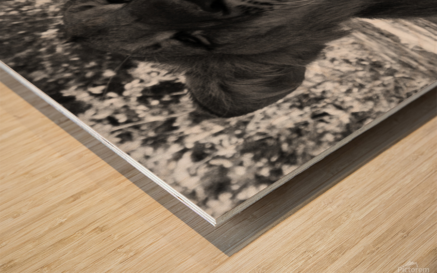 Roar Wood print