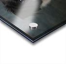 Studio shot of Border Collie 208259 Acrylic print