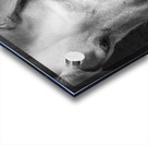 Close-up of Redbone Coonhound 208235 Acrylic print