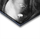 Close-up of Mastiff 208523 Acrylic print
