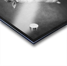 Studio shot of Jack Russell Terrier playing with tennis ball 208484 Acrylic print