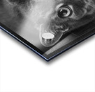 Close-up of cat 208802 Acrylic print