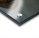 Portrait of Chocolate Labrador sticking out tongue 209001 Acrylic print