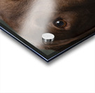 Portrait of Chocolate Labrador 208998 Acrylic print