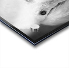 Portrait of Poodle 212879 Acrylic print