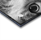 Close-up of Tabby cats eyes 213146 Acrylic print